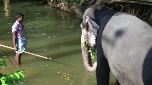 Słoń stojący w strumieniu i jedzenie roślin — Wideo stockowe
