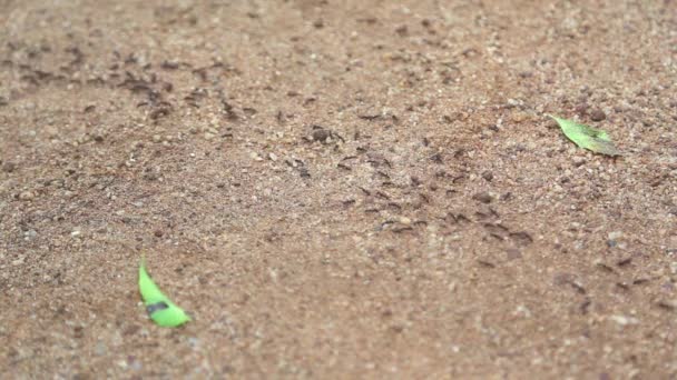 Ants marching in a row between two green leaves — Stock Video