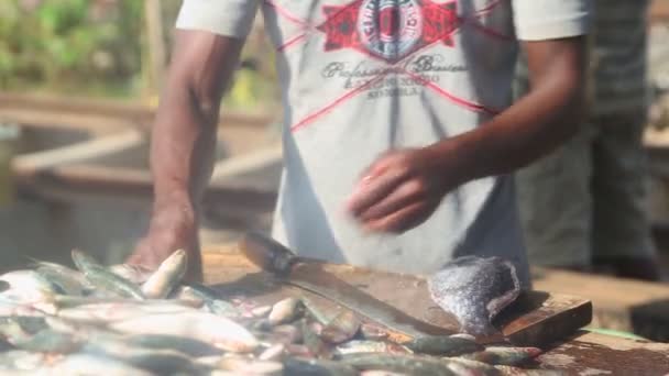 Homme coupant et nettoyant le poisson — Video