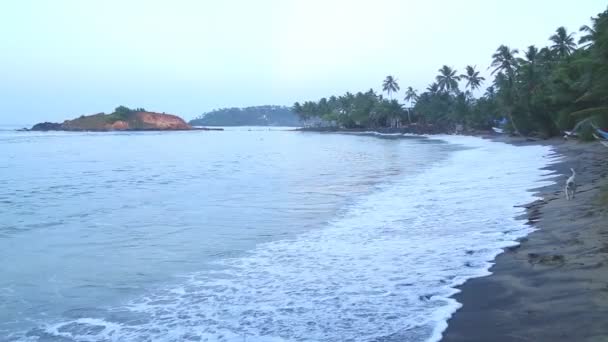 Chien de plage à la recherche de nourriture — Video