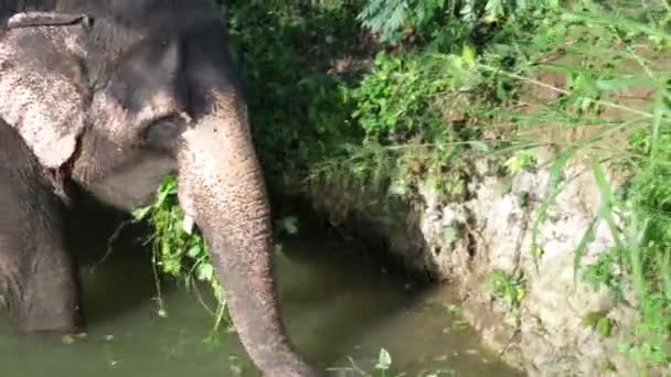 Слон стоїть у струмку і їсть рослину — стокове відео