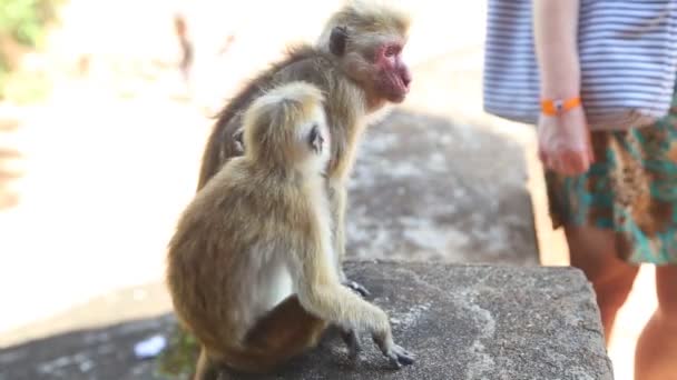 Dos monos en Sigiriya — Vídeo de stock
