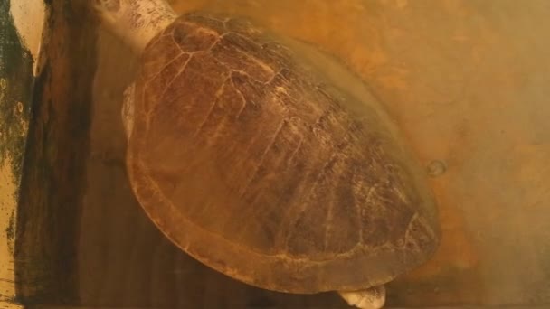 Tortue adulte nageant dans la piscine 