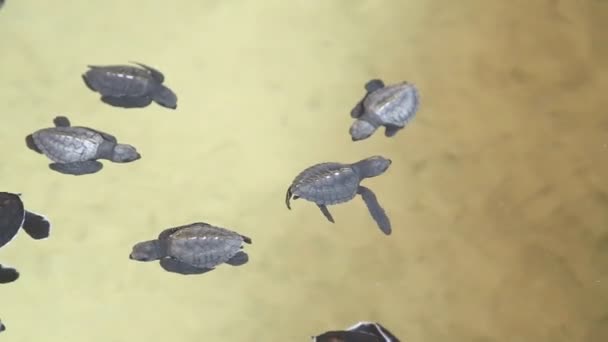 Malé želvy plavat v bazénu — Stock video