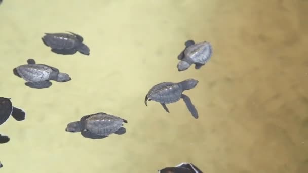 Bébés tortues nageant dans une piscine — Video