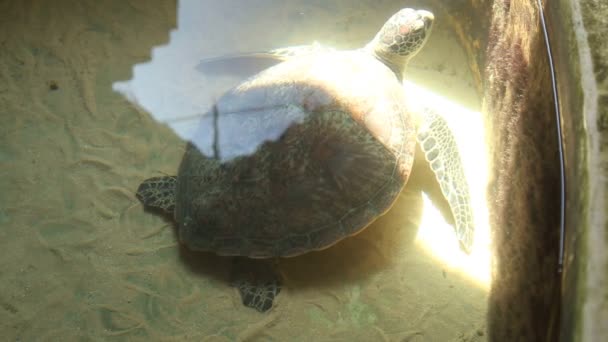 Доросла черепаха плаває в басейні — стокове відео