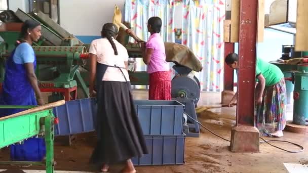 Mujeres trabajando en una máquina en la fábrica de té — Vídeo de stock