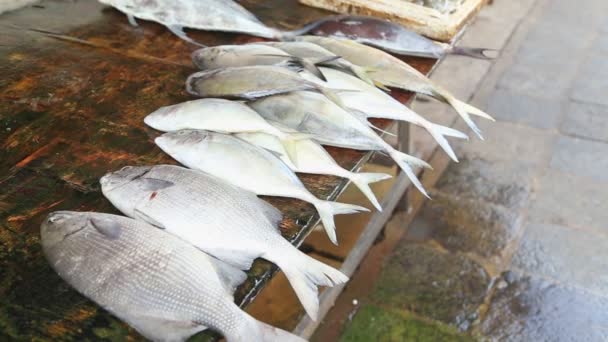 Ryby w lokalnym sklep rybny — Wideo stockowe