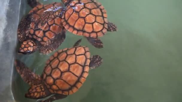 Baby turtles swimming in pool — Stock Video