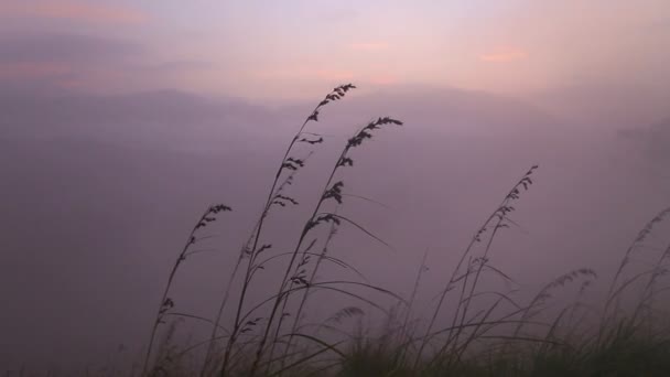 Hierba larga en el viento al amanecer — Vídeos de Stock