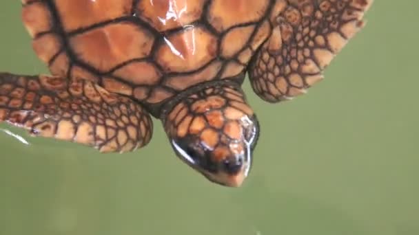 Schildkröte schwimmt im Pool — Stockvideo