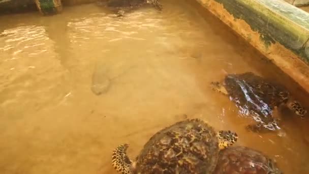 Erwachsene Schildkröte schwimmt im Pool — Stockvideo