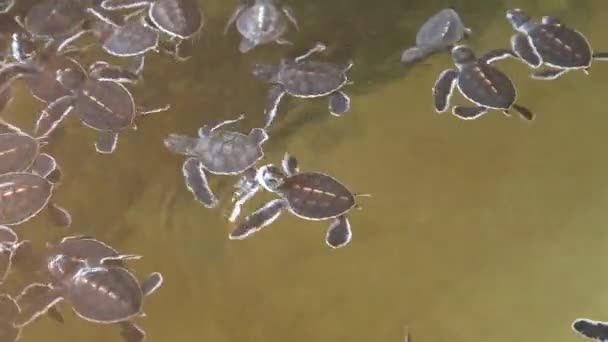 Tartarugas bebés nadando em uma piscina — Vídeo de Stock