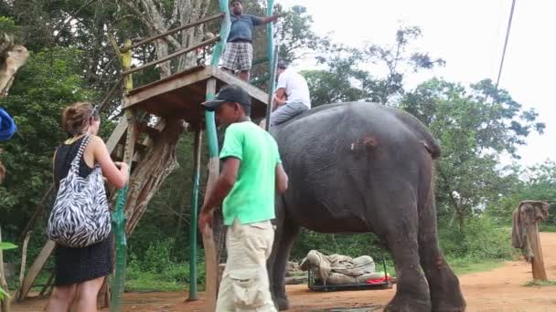 Homem e uma criança prestes a montar um elefante — Vídeo de Stock
