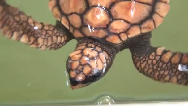 Tortue nageant dans la piscine — Video