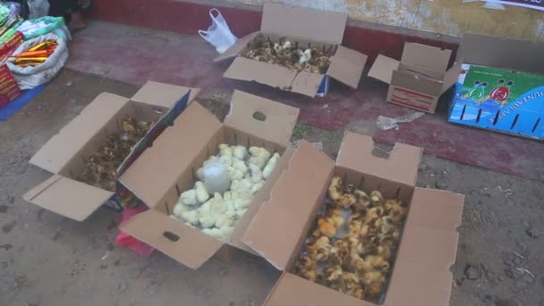 Pollitos y patitos en una caja — Vídeos de Stock