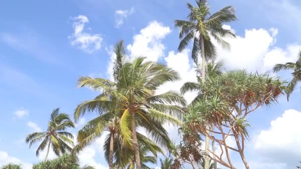 Vue du ciel sur les palmiers dans le vent léger et les nuages qui passent . — Video