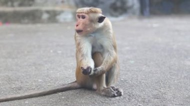 Maymun Dambulla altın tapınak yakınındaki.