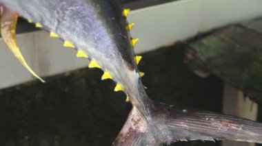 Tuna kuyruk