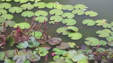 Altın tapınak yağmur sırasında lotus gölet