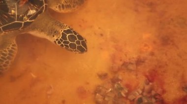 Yetişkin Kaplumbağa yüzme havuzu içinde