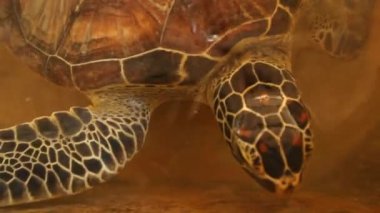 Kaplumbağa yüzme havuzu