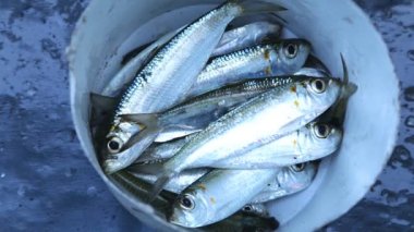 Okyanusta balık yakaladı