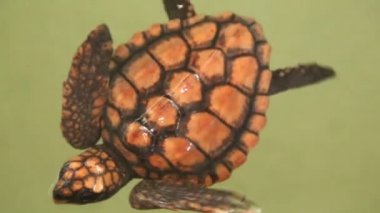 Kaplumbağa yüzme havuzu