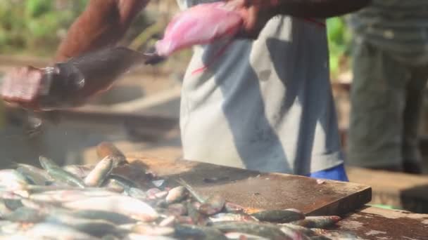 Homme coupant et nettoyant le poisson — Video