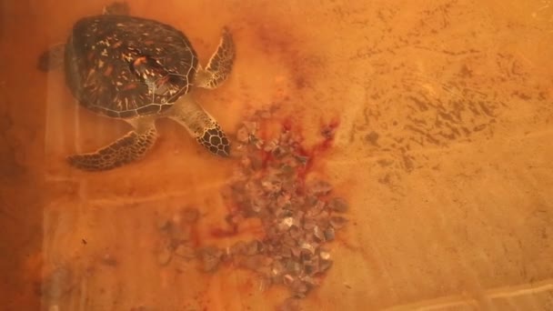 Vuxen sköldpadda simmar i poolen — Stockvideo