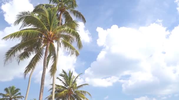 Vista céu de palmeiras no vento leve e nuvens passando por . — Vídeo de Stock