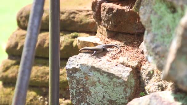 La vista del lagarto en Sigiriya — Vídeo de stock