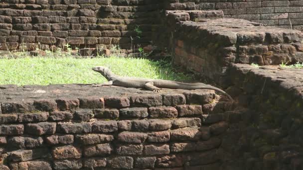 The view of big lizard in Sigiriya — Stock Video