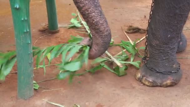 Elephant breaking branch — Stock Video
