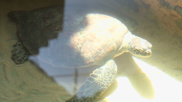 Vuxen sköldpadda simmar i poolen — Stockvideo
