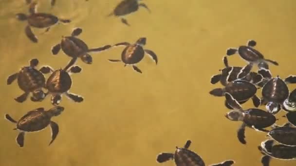 Baby turtles swimming in a pool Stock Video