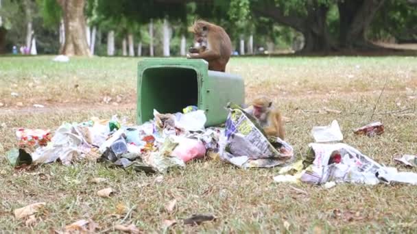 Dos monos revisando botes de basura. — Vídeos de Stock