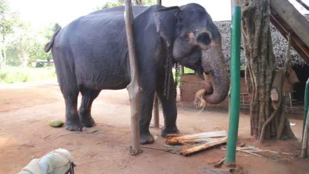 Éléphant mangeant tronc de banane — Video