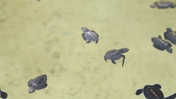 Schildkrötenbaby schwimmt in einem Pool — Stockvideo