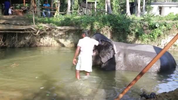 Elefante con il suo mogano, adagiato in un ruscello — Video Stock