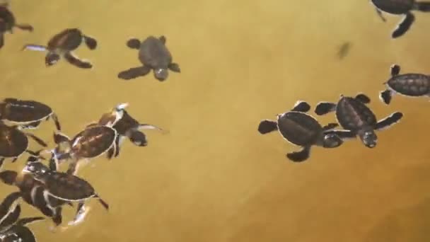 Bebé tortugas nadando en una piscina — Vídeo de stock