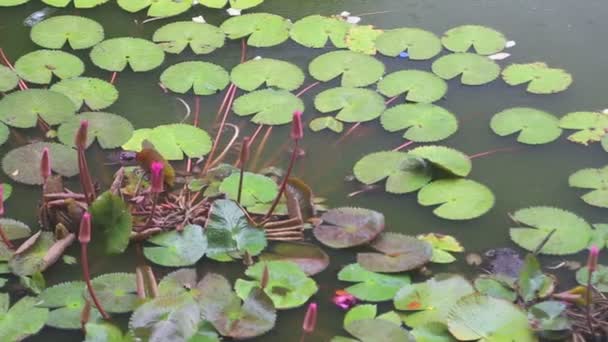 Lotus vijver terwijl het regenen op de gouden tempel — Stockvideo