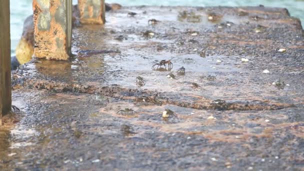 Petits crabes marchant sur le bord de la mer 