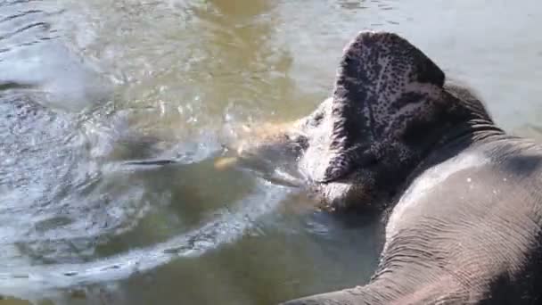 Слон купается в ручье — стоковое видео