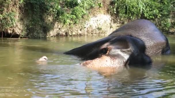Elephant bathing in a stream — Stock Video