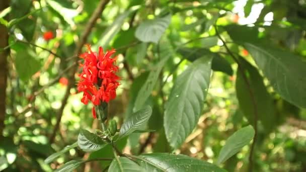 Fiore nei giardini botanici . — Video Stock