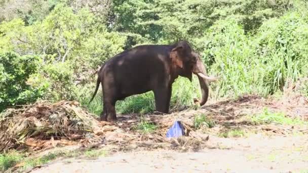 Elephant in natural surroundings — Stock Video