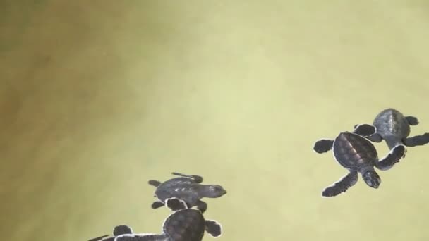 Bébés tortues nageant dans une piscine — Video