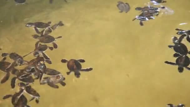 Bébés tortues nageant dans une piscine — Video