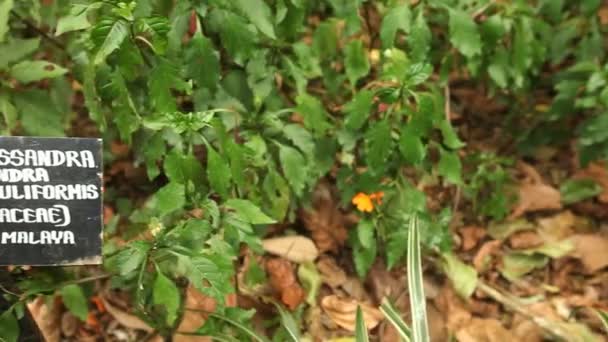 Flores en jardines botánicos . — Vídeos de Stock